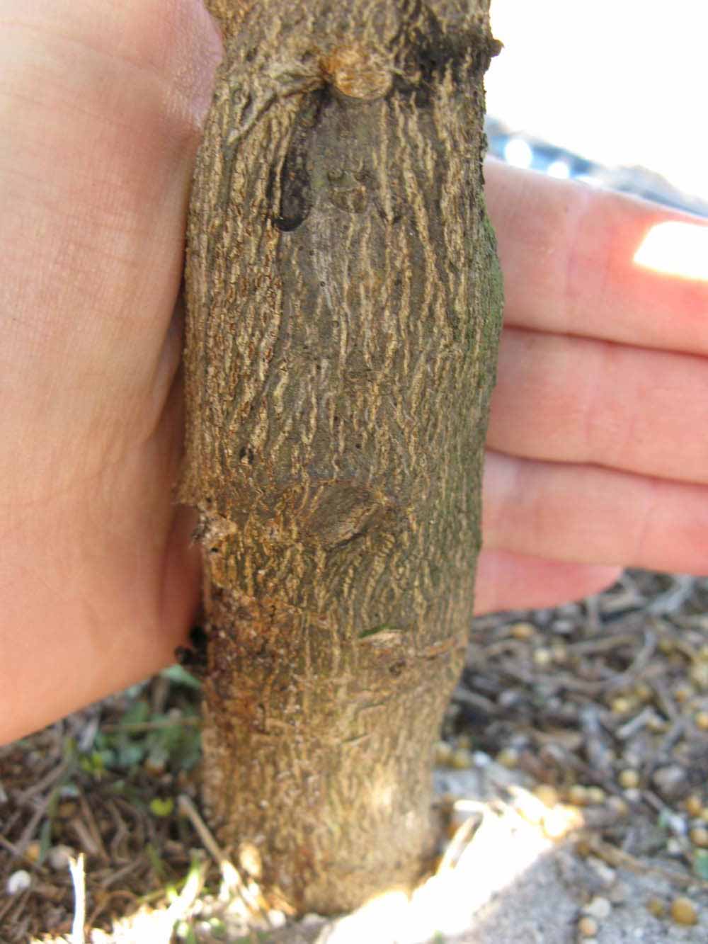              Bark (Winter Haven, FL)       